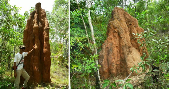 Musamus, Istana Rayap Dari Merauke [ www.BlogApaAja.com ]