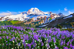 Flower Valley in Mountain Wallpaper