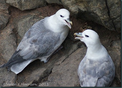 6 fulmars-2