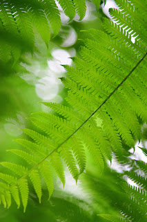 looking up through a tree fern, green fronds with bokeh