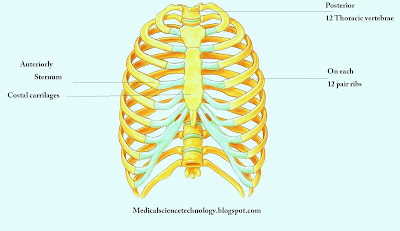 thoracic,thoracic cage,sternum,anteriorly,posterior,thoracic vertebrae,floating ribs,human ribs,thoracic anatomy,thoracic spine,anatomy,thorax,thorax anatomy,chest anatomy,costal cartilages,costochondritis causes,