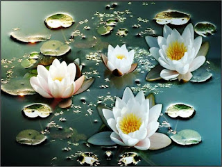 Contoh Bunga Teratai Putih Di Permukaan Air_Lotus Flower Picture