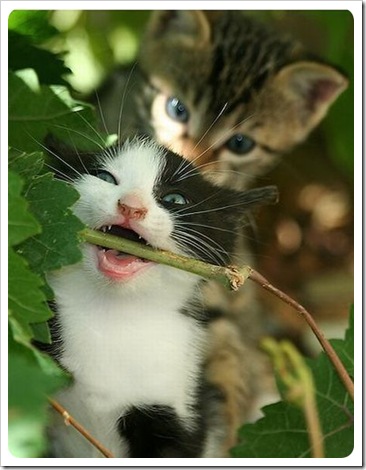 GATOS DIVERTIDOS (10)