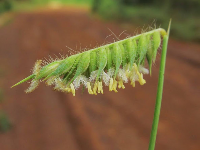 como-cultivar-capim-flechinha-echinolaena-inflexa-plantas-ornamentais-nativas