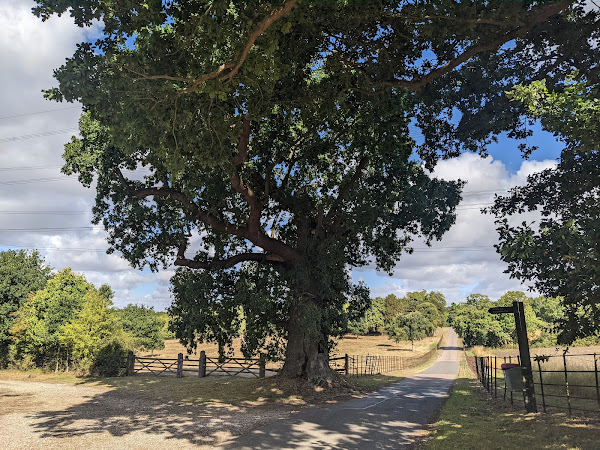 Oak tree marking the site of the former servants gate
