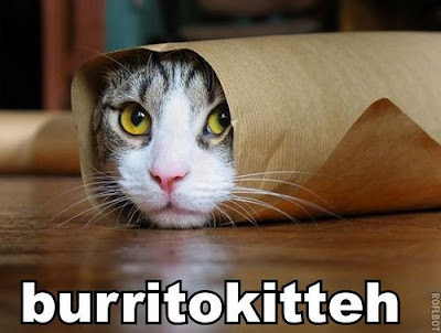 Lolcat Lolcats Lolcatz Lowlcatz burrito kitty cool,