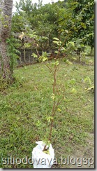jabuticaba