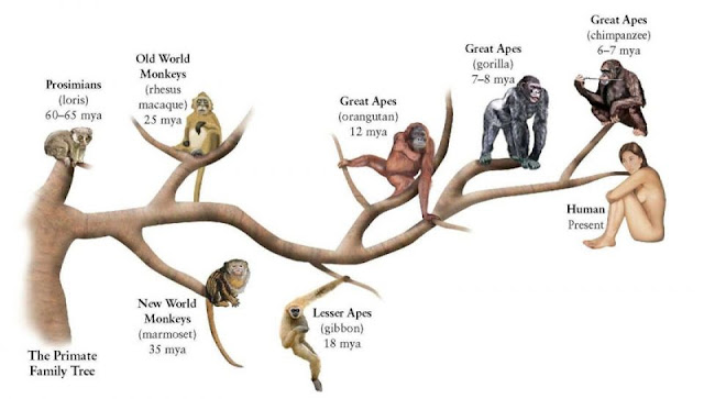 متى انفصل الانسان عن القرد