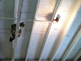 funny animal pictures, cat on ceiling