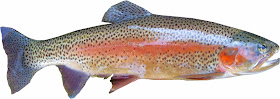rainbow-trout-fish-with-omega-3-fatty-acids-list-picture
