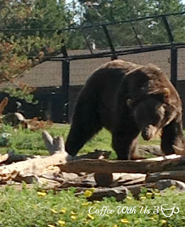 Grizzly Wolf Discovery