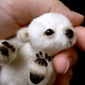 Baby Polar Bear!