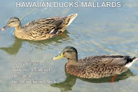Hawaiian ducks-mallards, Ala Moana Park, Oahu - © Denise Motard