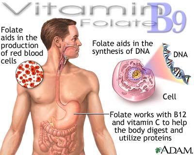 Vitamin B9