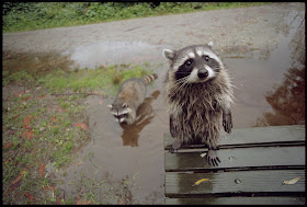 funny animal pictures, cute raccoons
