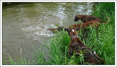 Boxer Amy mit ihren Brüdern am Bach