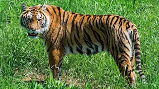 زيادة ملحوظة في نمو وتكاثر النمور البرية في بوتان  D2f780d4-f22b-4bf4-bad9-34b2db4fae14