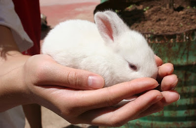 10 Comportamientos Típicos de los Conejos Explicados