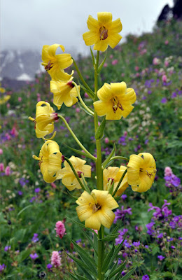 Лилия однобратственная (Lilium monadelphum)