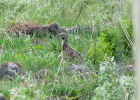 Sharp-tailed Grouse - Rudyard, Michigan, USA