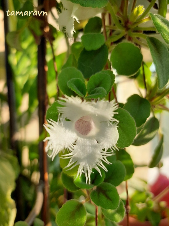 Альсобия гвоздикоцветковая, =Эписция гвоздикоцветковая (Alsobia dianthiflora, =Episcia dianthiflora)