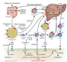 Phân loại lipoprotein