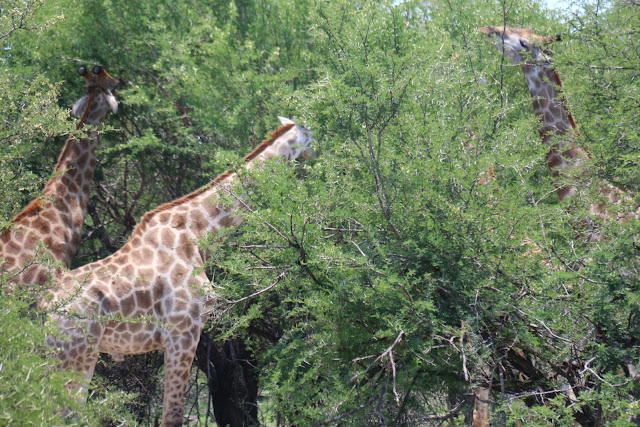 Blog Apaixonados por Viagens - Safári - África do Sul - Kruger Park