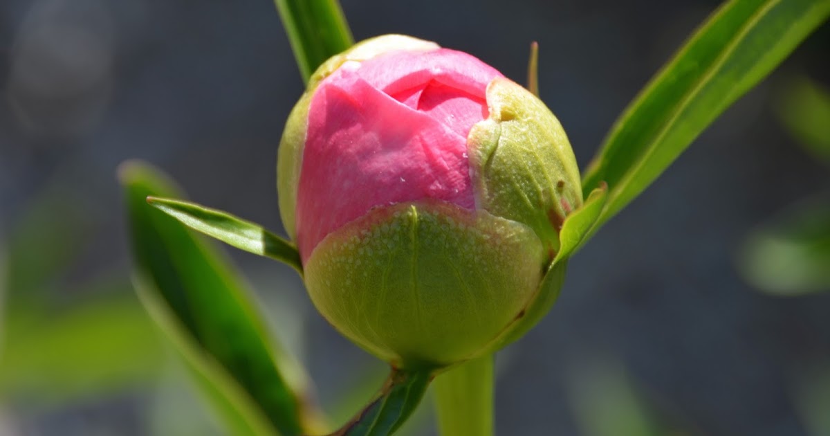 pengetahuan bunga Cara Membuat Mawar  Kuncup  Cepat Mekar