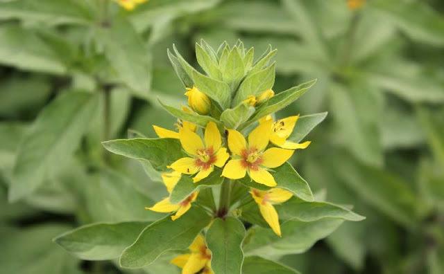 Lysimachia Punctata Flowers