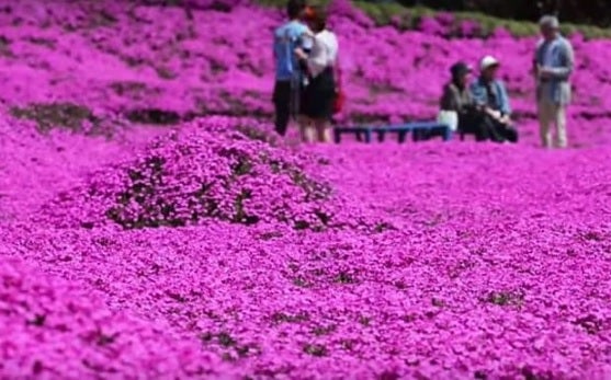 Man Has Been Planting Flowers For Years For His Blind Wife To Smell