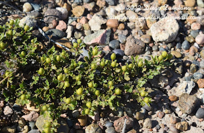 Jarilla rastrera (Larrea ameghinoi)