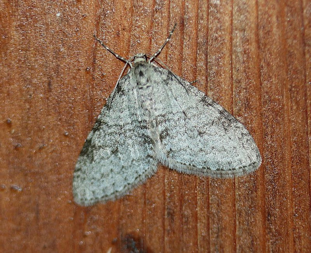 Grauer Lappenspanner, Lobophora halterata