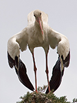 Animaisfotos - Photo is a Stork strangely looking at the photographer