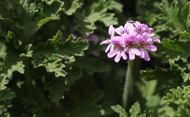 Pelargonium Graveolens Flowers Pictures