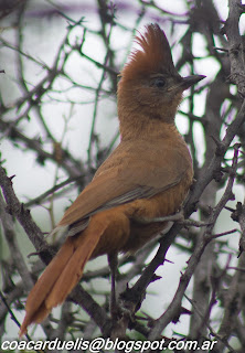 cacholote castaño (Pseudoseisura lophotes)