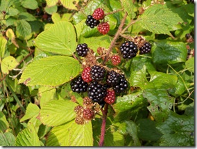 ripe blackberries