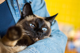 Siamese cat