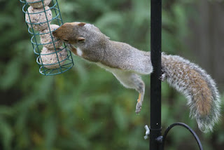 Acrobatic Squirrel