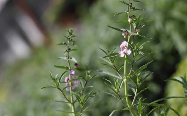 Angelonia Flowers Pictures