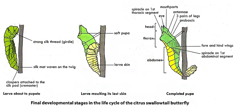 developing stages in the life cycle of the citrus swallowtail butterfly
