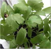 coriander leaves