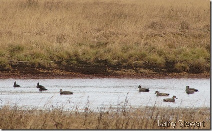 Hoodies and Gadwall