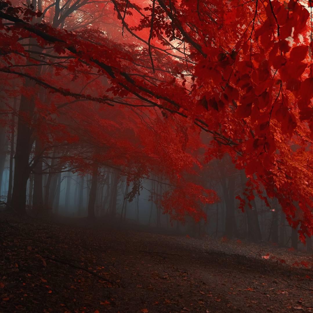 Autumn Dual Monitor Wallpaper Engine Free Wallpaper Engine Free