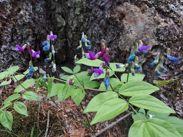 These wild flowers are quite peculiar. They change color when they're polinated.