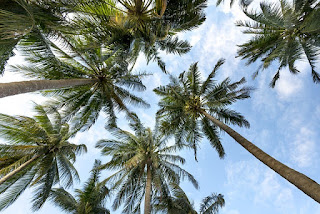 Palm Trees -- USDA Zone 10
