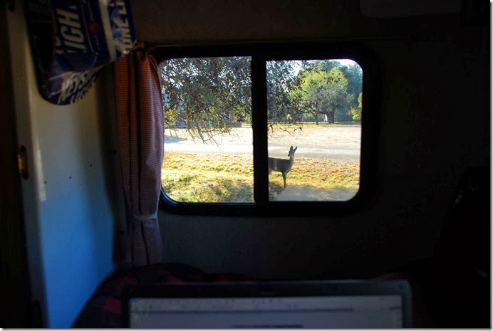 Deer
