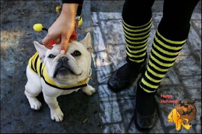 Cute Halloween Doggy Parade 