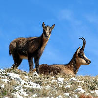 Chamois