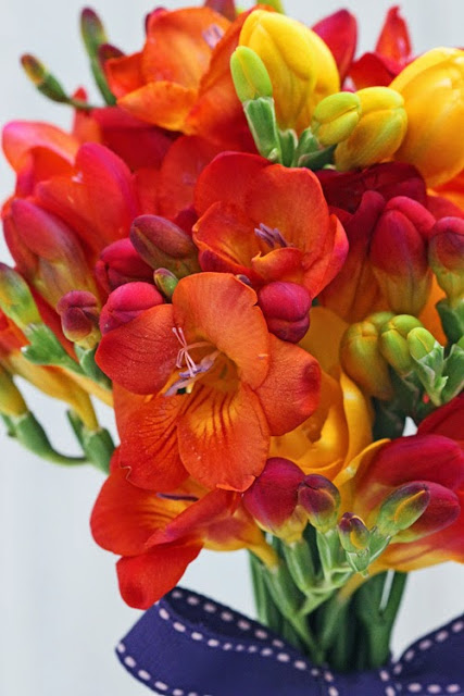 Colourful Freesia