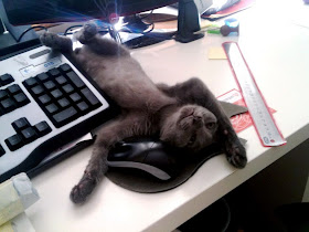 funny cat pictures, kitten and computer